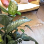 20241229_114529737_iOS